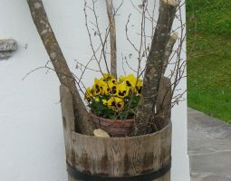 blumen vor dem Haus8.JPG