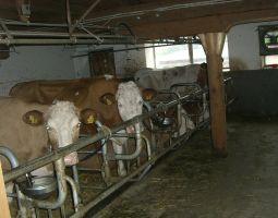 die Kuehe in der Winterumgebung-Stall15.JPG