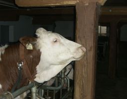 die Kuehe in der Winterumgebung-Stall2.JPG