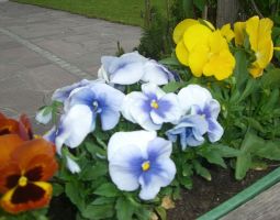 blumen vor dem Haus2.JPG